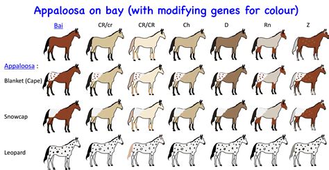 horse genetics  colours laboratoire de genetique veterinaire