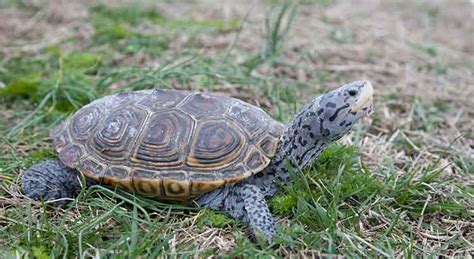 Native Turtles Of South Carolina With Pictures