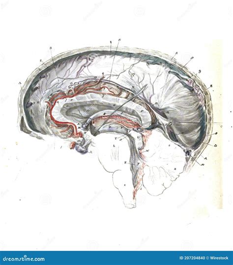 Structure Of A Human Brain From An Atlas Of Human Anatomy Isolated On A
