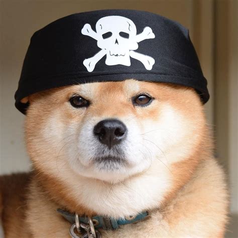 Today we explore a classic meme and discover it's origin and history of one of. Image may contain: hat and dog | 可愛い 動物, 柴犬, お犬様