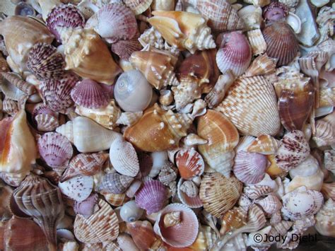 Sanibelfindspost Florida Beaches Sea Shells Treasure Beach
