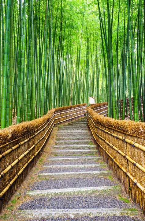 Path To Bamboo Forest Arashiyama Kyoto Japan Path To Bamboo Forest