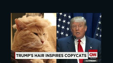 Trump Cats Feature Felines With Crazy Hairlines Cnn Video