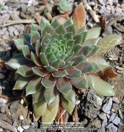 Photo Of The Entire Plant Of Hen And Chicks Sempervivum Kalinda