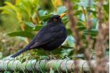 Eurasian Blackbird - AZ Birds