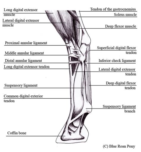 Forever Horses Anatomy Of The Equine Hindleg