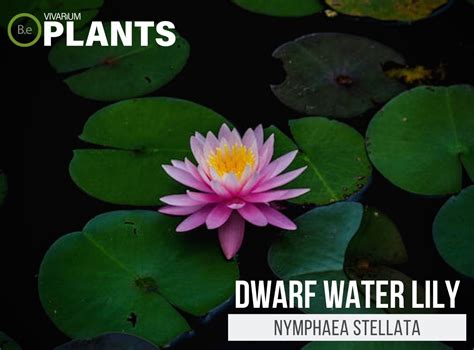 Nymphaea Stellata Dwarf Water Lily Plant Care Guide
