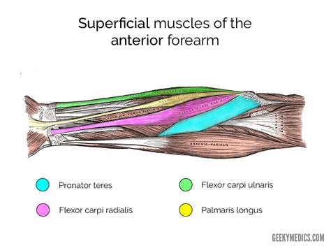 Muscles Of The Anterior Forearm Flexion Pronation Teachmeanatomy Vlr