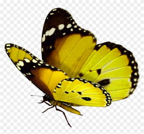 Download transparent butterfly png for free on pngkey.com. Beautiful Butterfly Png - Butterfly Flying Png Transparent ...