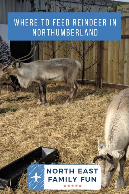 The Reindeer Retreat Cafe And Feeding Reindeer At Azure Garden Centre