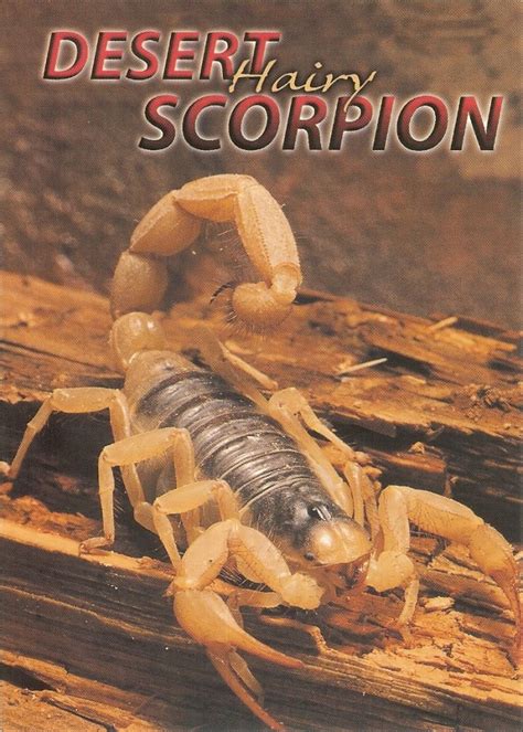 Are Scorpions Vertebrates Or Invertebrates Berian