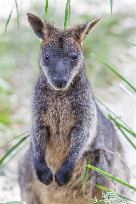 Closeup Of Pademelon Native Australian Marsupial Photo Pathway
