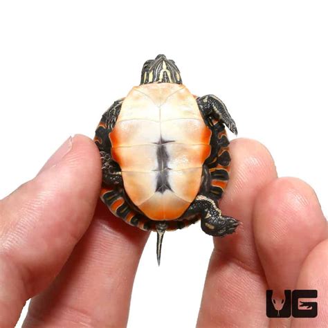 Turtles For Sale Underground Reptiles
