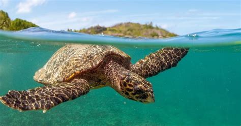 10 Endangered Ocean Species And Marine Animals Fun Animals Wiki
