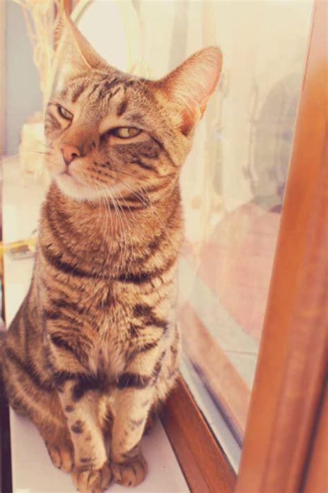 You bring out the best in me country: 23 Cats To Help You Respond To Catcalls