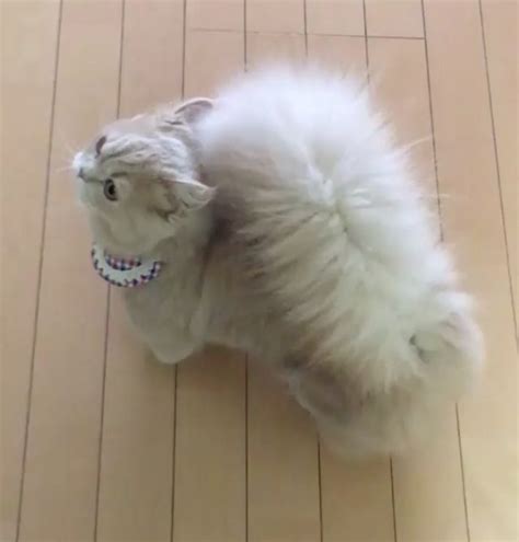 Meet Bell The Cat With A Majestic Squirrel Like Tail That