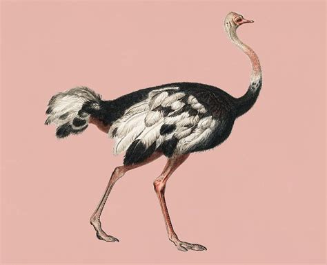 Vintage Illustration Of Common Ostrich
