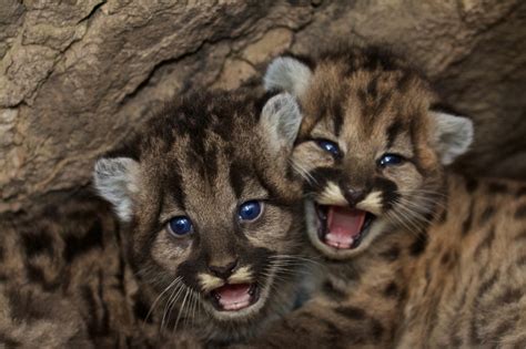 Free Images Nature Cute Wildlife Zoo Young Fauna Cheetah