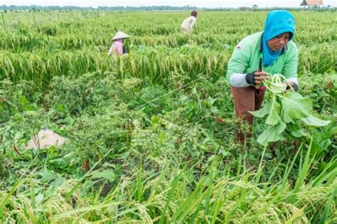 Gerakan Kemandirian Pangan Desa Cimahi Masterplandesa