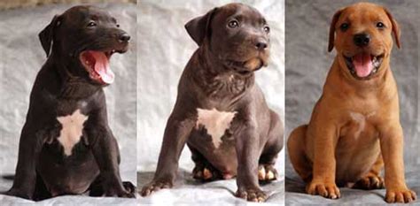 Anjing Pitbull