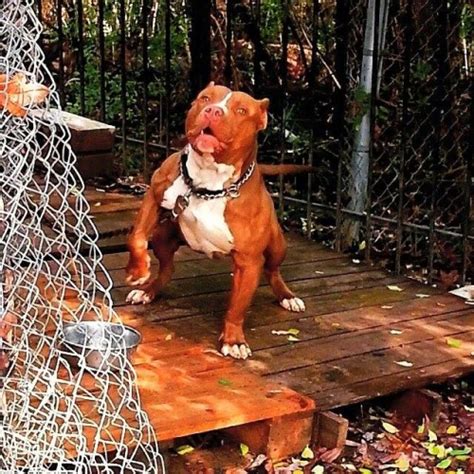 Best Pitbull Bloodlines Different Types Of Red And Blue Nose Pitbulls