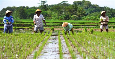 Undang Undang Sistem Budidaya Pertanian Berkelanjutan Ditetapkan