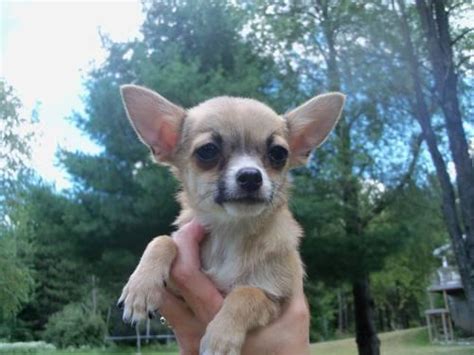 All about chihuahuas & chihuahua puppies. Chihuahua Puppy For Sale for Sale in Fremont, Michigan ...