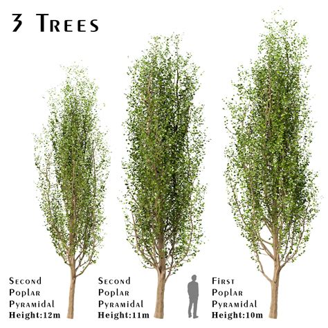 3 Different Poplar Trees In The Scene Populus Is A Genus Of 25 30