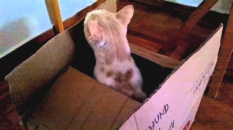 Baily The Cat Loves To Play With Boxes Youtube