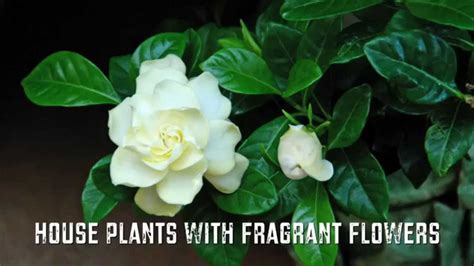 With many bright colors, including vibrant greens and reds that complement any color scheme, or flowering plants with colors ranging from warm burgundies to soft lilacs, a tropical house plant is an easy solution for creating a focal point in your home. House Plants with Fragrant Flowers - YouTube