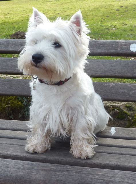 Best 25 West Highland Terrier Ideas On Pinterest West Highland