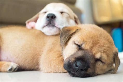 How Much Do Puppies Sleep Daily Paws