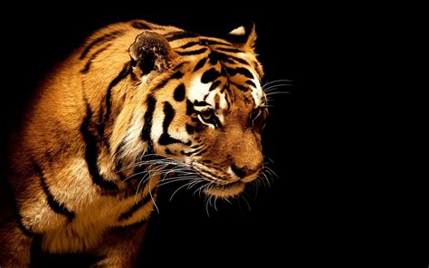 Wallpaper Animals Tiger Wildlife Big Cats Whiskers 1920x1200 Px