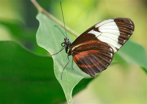 How Butterflies Get Their Wing Colors