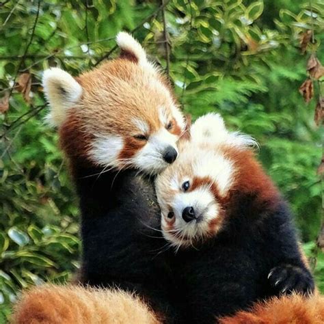 Please Follow Iloveredpandas Moms Love So Adorable Redpanda Panda