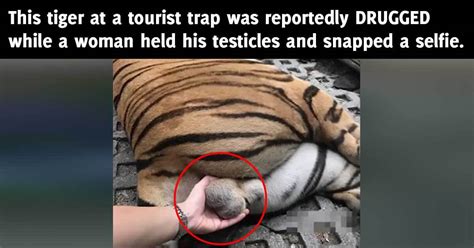 Woman Fondles Tigers Testicles At Tourist Trap Peta