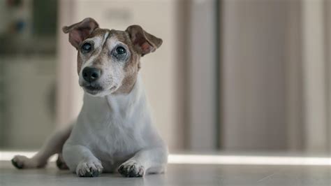 Maybe you would like to learn more about one of these? Wie alt wird ein Jack Russell Hund? - JackRussell.de