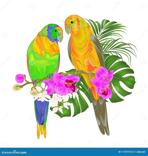 Cartoon Sun Conure Parrot On White Background Vector Illustration