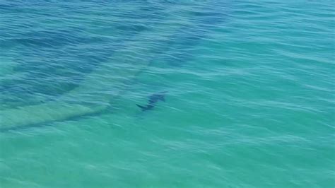 Shark Spotted In St Ives Youtube