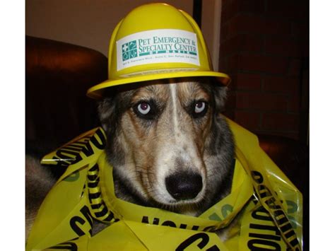 Please allow 48 hours for a. Marin's Only 24-Hour Veterinary Hospital Reveals State-of ...