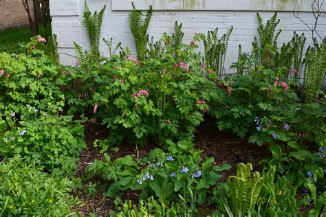 Fiddleheads Ferns Bluebells And Bleeding Hearts Gardeninacity