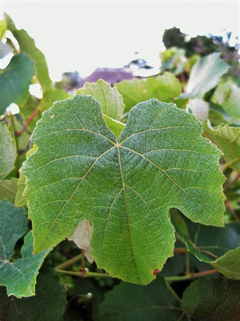 Large Grape Vine Leaf Free Stock Photo Public Domain Pictures