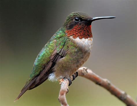Hummingbird Key Facts — Forest Wildlife