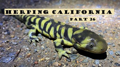 Herping California Part 26 The Barred Tiger Salamander YouTube
