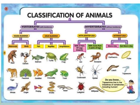 Classification Of Living Organisms Igcse Biology Revi