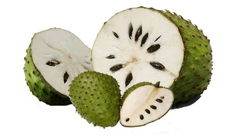 Gambar daun durian belanda download now 215 manfaat dan khasiat dau. SIHAT ITU NIKMAT...: KHASIAT BUAH DURIAN BELANDA