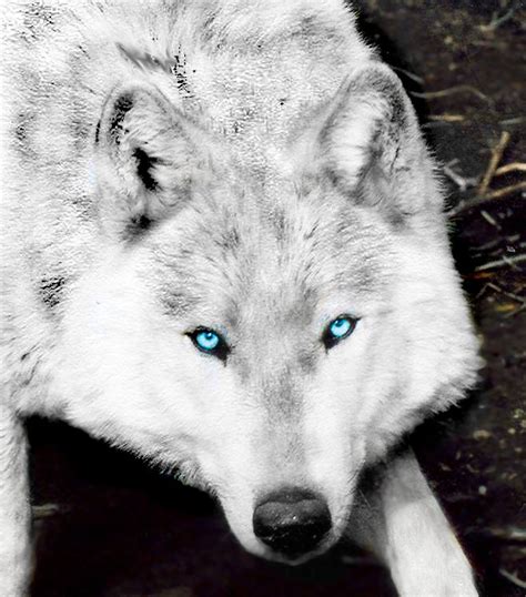 White Wolf With Green Eyes