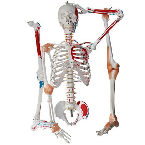 buy human skeleton model for anatomy 68 89in life size medical human skeleton model with nerves