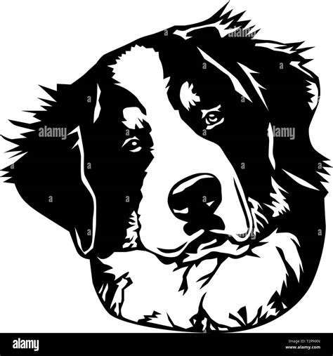 Bernese Mountain Dog Vector Illustration Stock Vector Image And Art Alamy