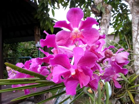 Kebun Bahagia Bersama Daun Pelepah Style Orkid